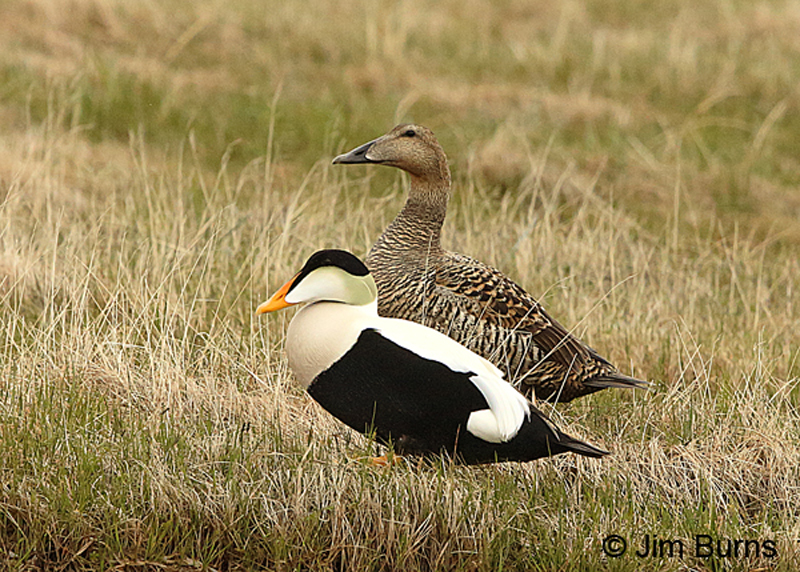 Common Eiders