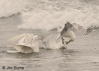 Glaucous Gull
