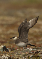 Parasitic Jaeger