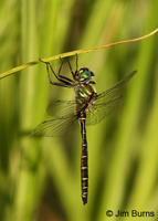 Ringed Emerald