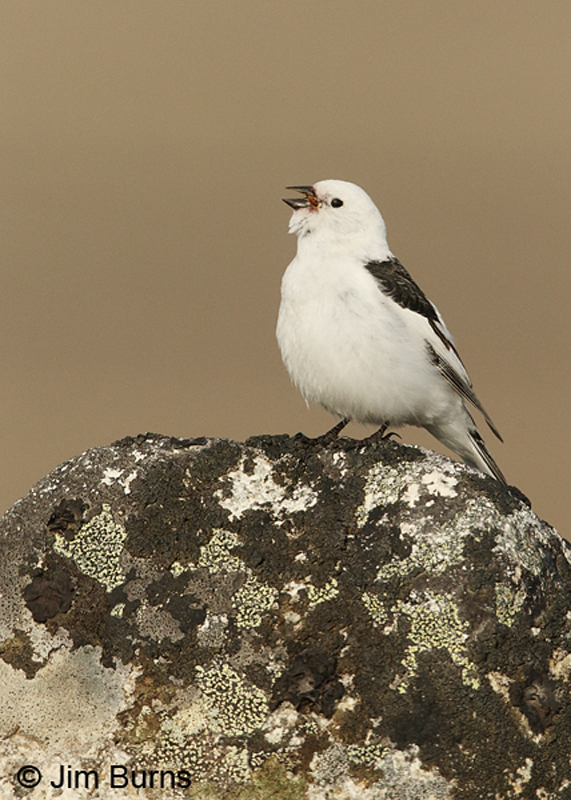 Snow Bunting
