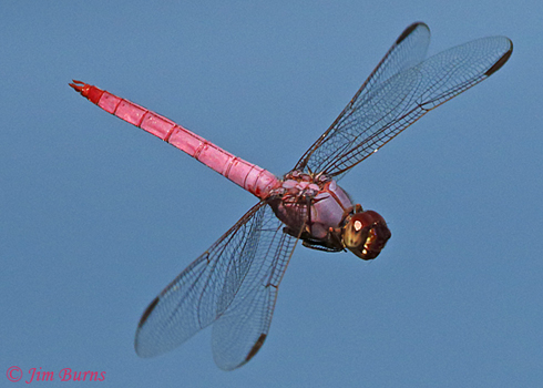 Roseate Skimmer male in flight