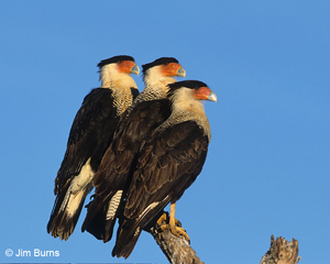 Three Crested Caracaras