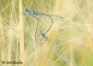 Alkali Bluet