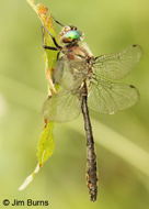 American Emerald