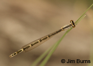 Arroyo Bluet