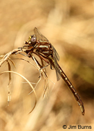 Ashy Clubtail