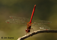 Autumn Meadowhawk