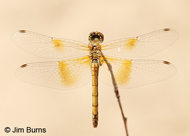 Band-winged Meadowhawk