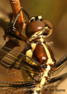 Bar-winged Skimmer