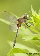 Belted Whiteface