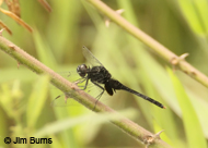Black Pondhawk