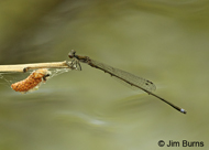Blackwater Bluet