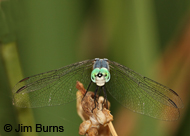 Blue Dasher (western)