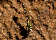 Boreal Snaketail