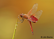 Carolina Saddlebags