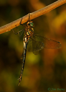 Clamp-tipped Emerald