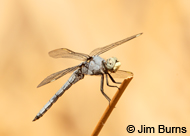 Comanche Skimmer