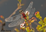 Crimson-ringed Whiteface