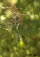 Cyrano Darner