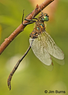 Delicate Emerald