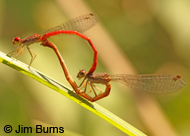 Desert Firetail