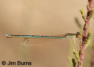 Double-striped Bluet