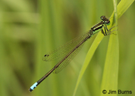 Eastern Forktail
