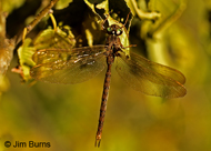 Fawn Darner