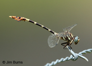 Five-striped Leaftail