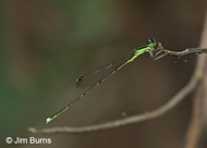 Furtive Forktail