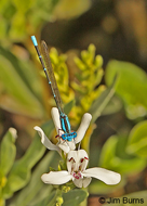 Golden-winged Dancer