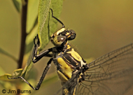 Grappletail
