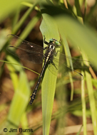 Green-faced Clubtail