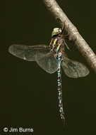 Green-striped Darner