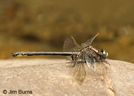 Harpoon Clubtail