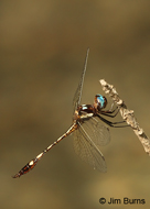 Ivory-striped Sylph