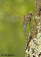 Lake Darner