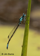 Lilypad Forktail