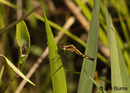 Little Blue Dragonlet