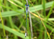 Lyre-tipped Spreadwing