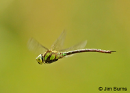 Malachite Darner