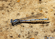 Marsh Dancer