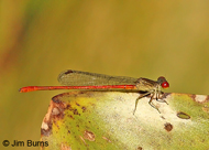 Marsh Firetail