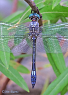 Masked Clubskimmer
