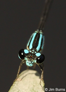 Mexican Wedgetail
