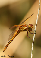 Needham's Skimmer