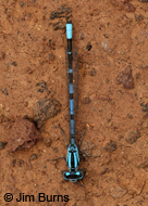 Northern Bluet