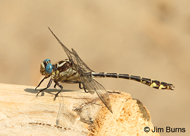 Olive Clubtail