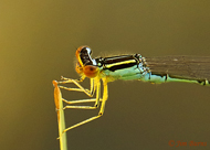 Rainbow Bluet